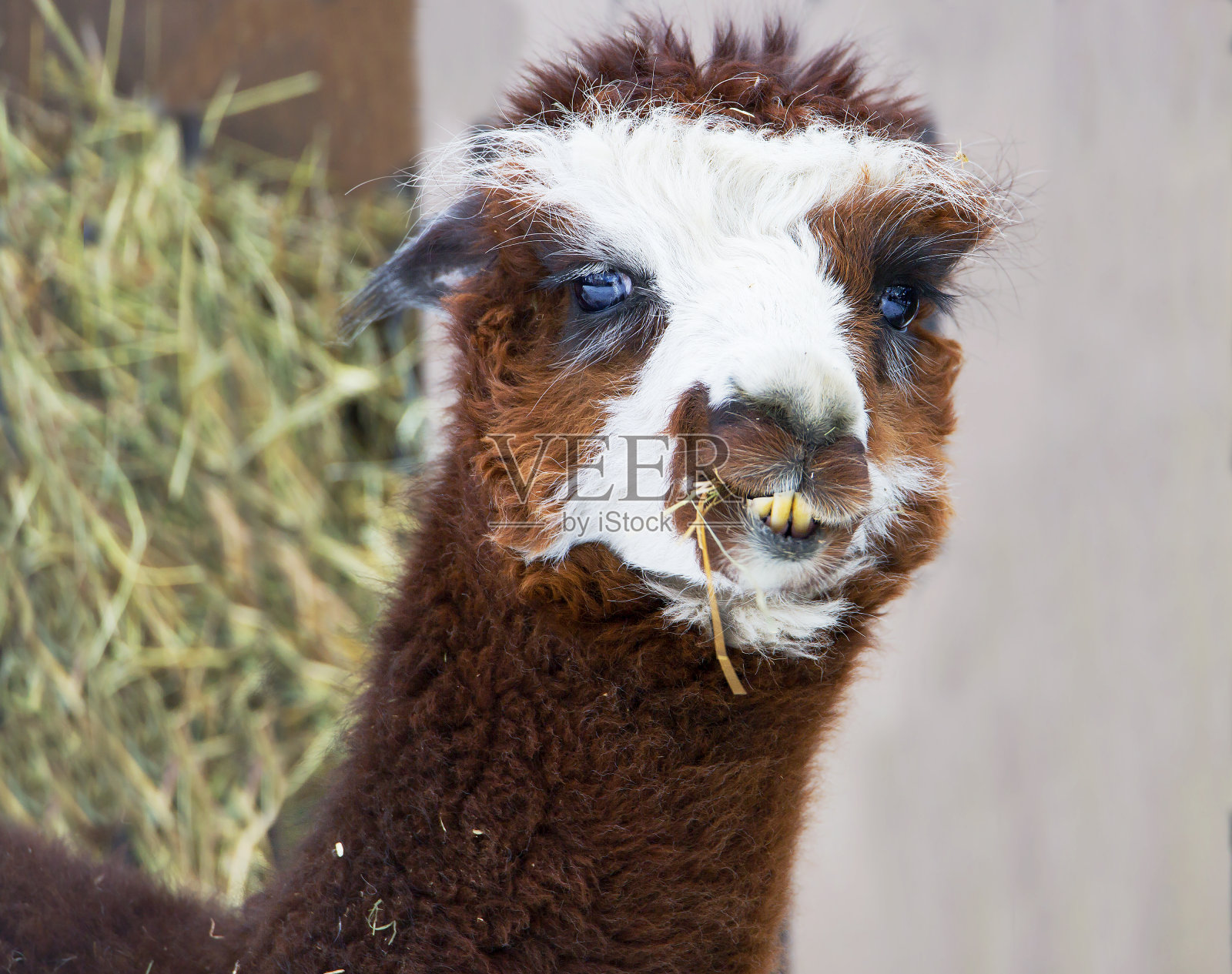 羊驼。照片摄影图片