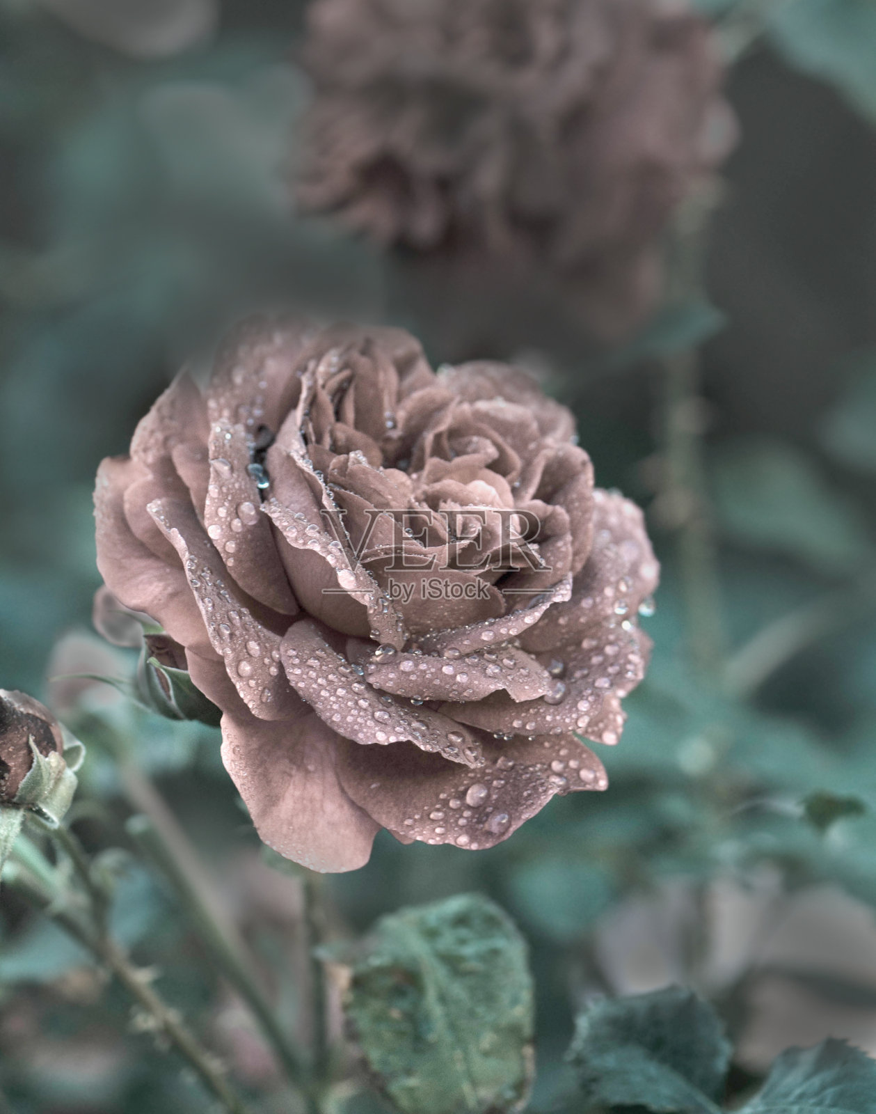 玫瑰复古柔和浪漫的背景照片摄影图片