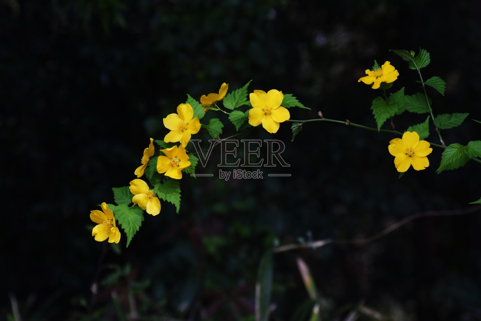 日本中国棣棠属照片摄影图片