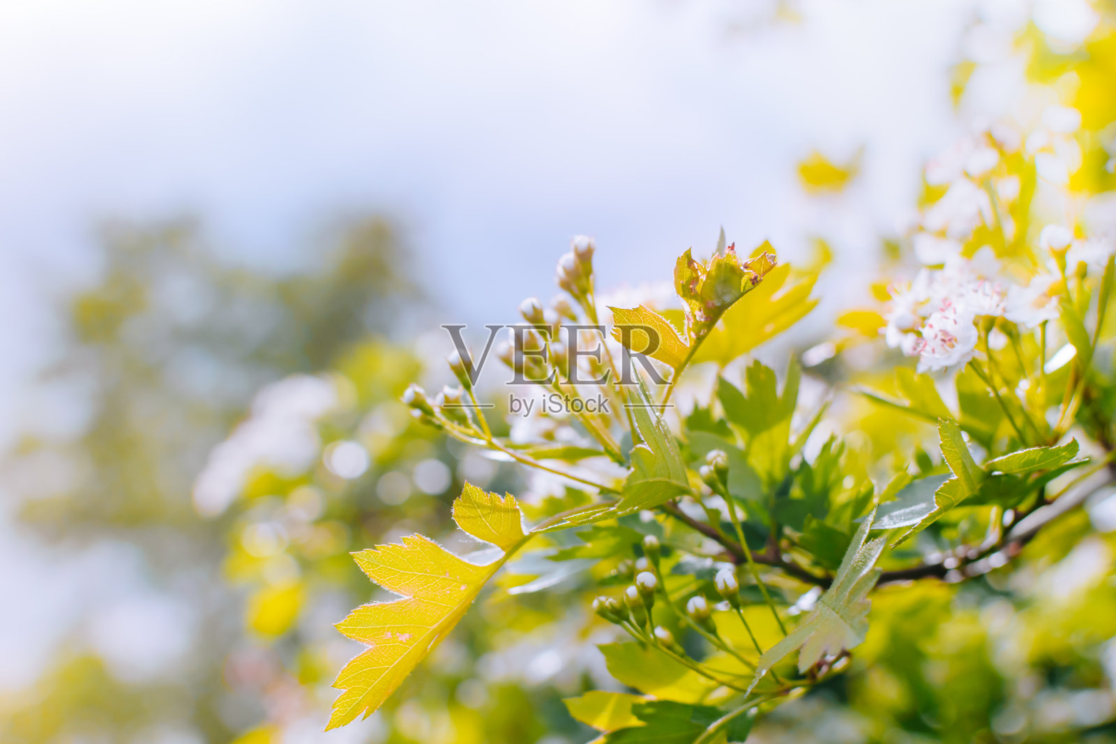 春天开花树枝照片摄影图片
