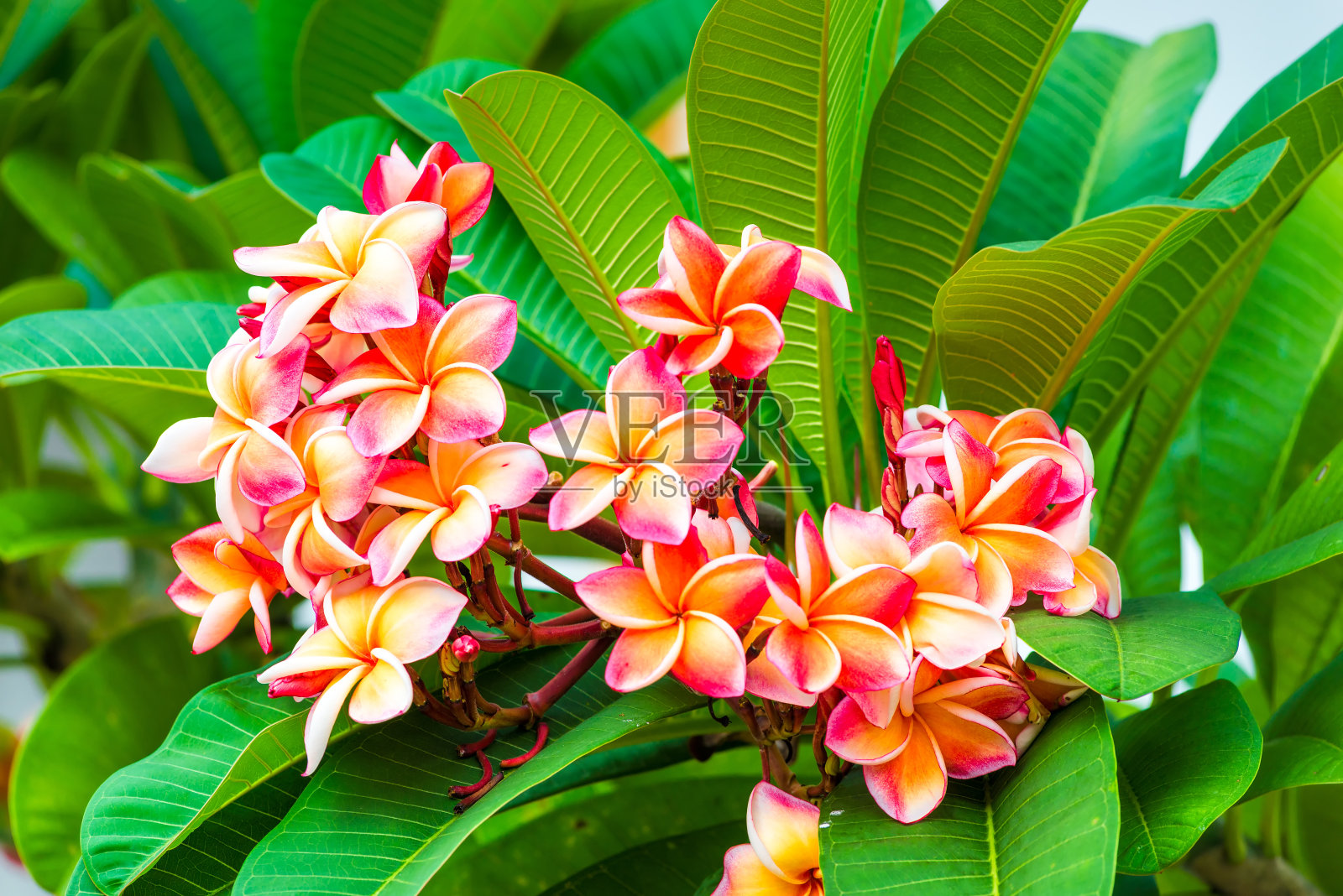 树枝上美丽的粉红色鸡蛋花特写照片摄影图片