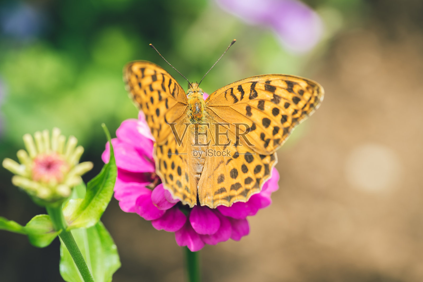 波洛莉娅·尤诺米亚·蝴蝶Macro照片摄影图片