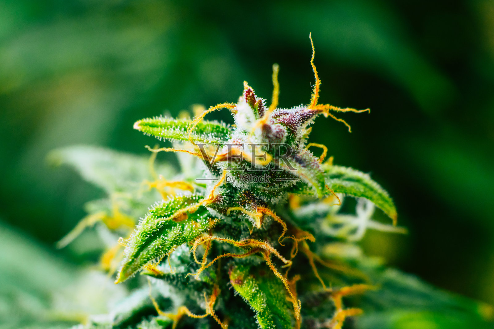 糖毛状体CBD thc，大麻的概念生长和药用用途。在收获前美丽的花蕾。大麻种植室内微距拍摄照片摄影图片