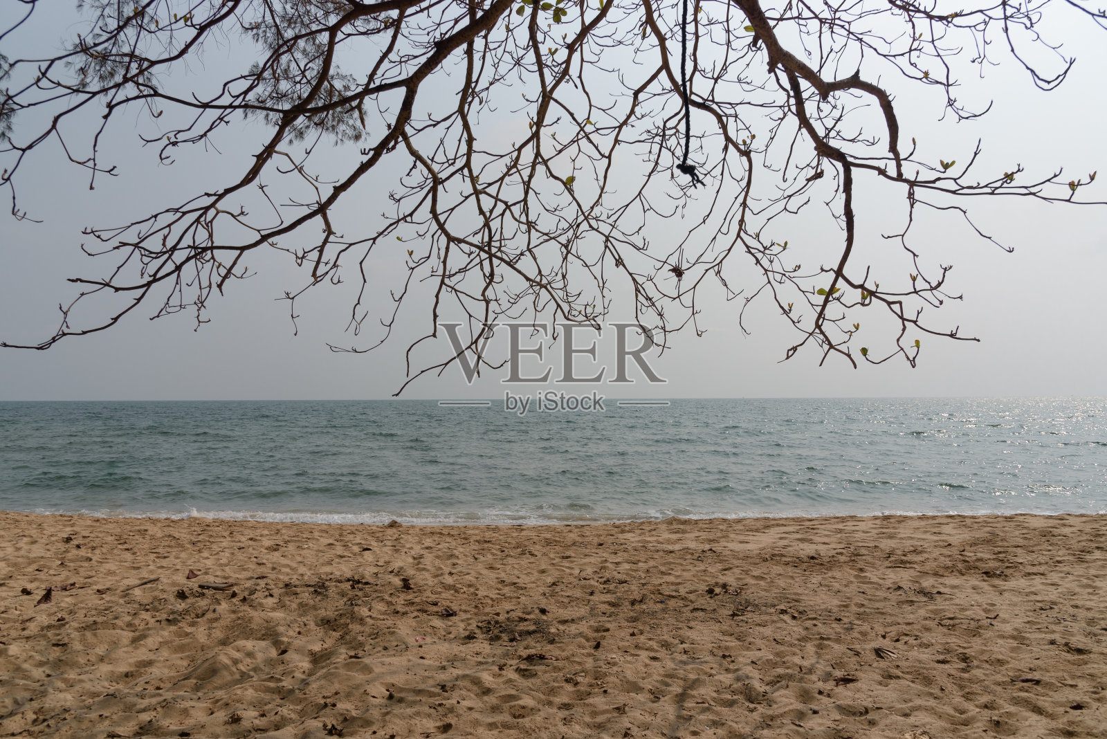 大海与古树照片摄影图片