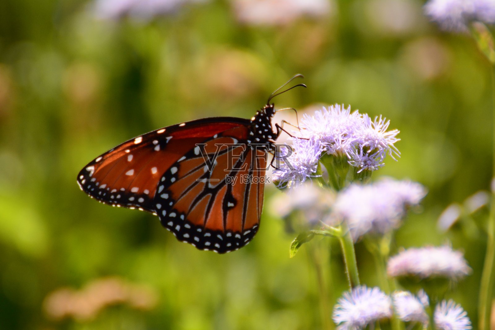 南加州之旅照片摄影图片