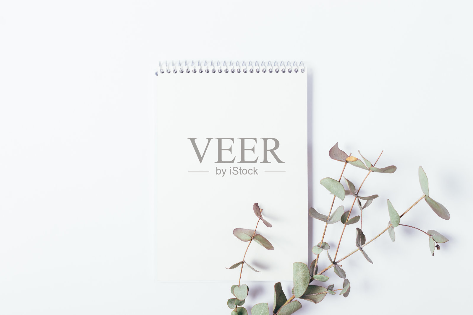 俯视图的空白记事本表和桉树照片摄影图片