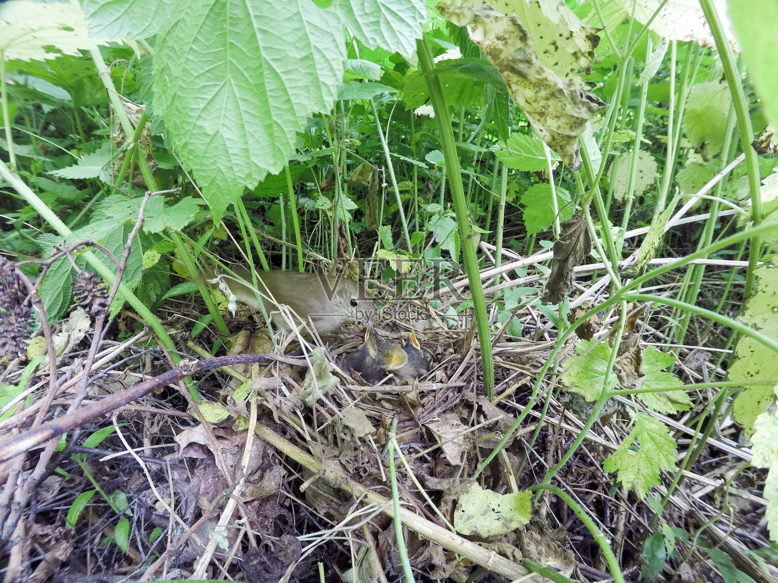 夜莺色。照片摄影图片