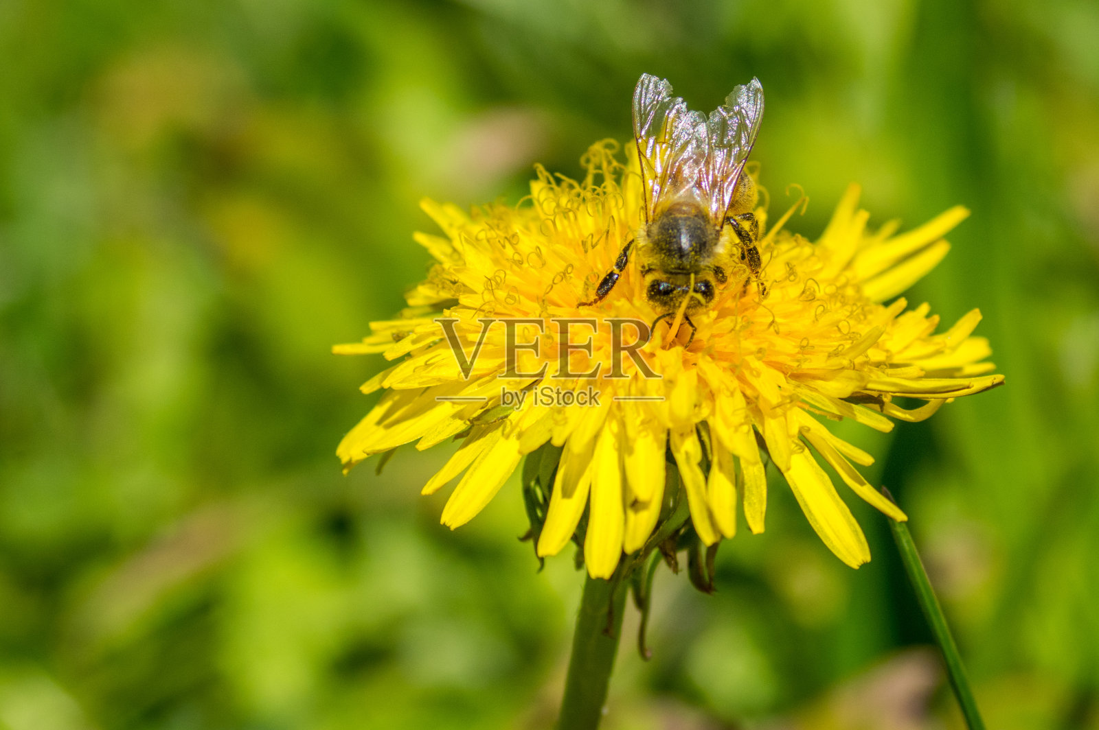 勤劳的蜜蜂在田野里照片摄影图片