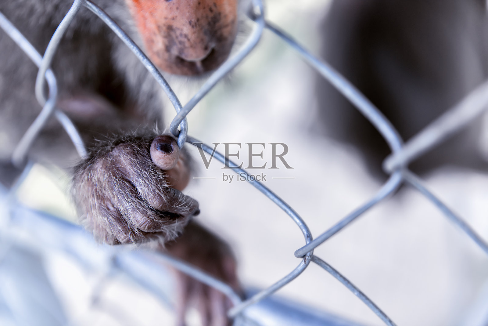 猴子的爪子在笼子上。缺乏意志的野兽。绿色和平组织的概念。照片摄影图片