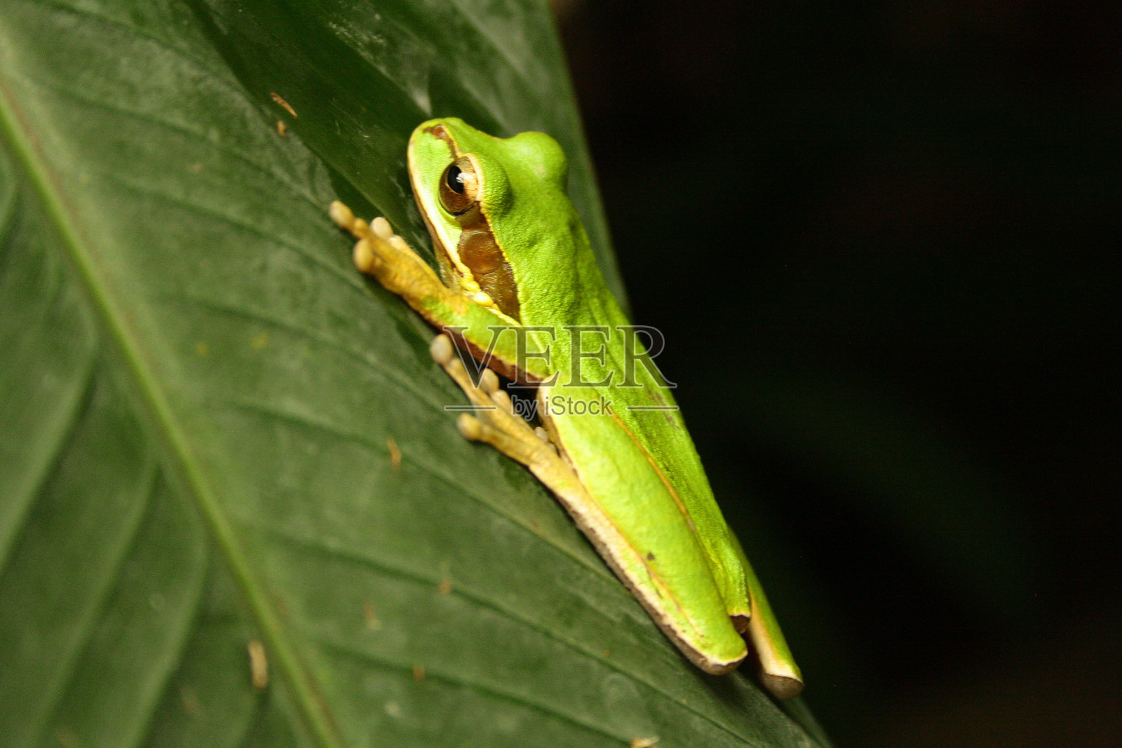 哥斯达黎加的青蛙照片摄影图片