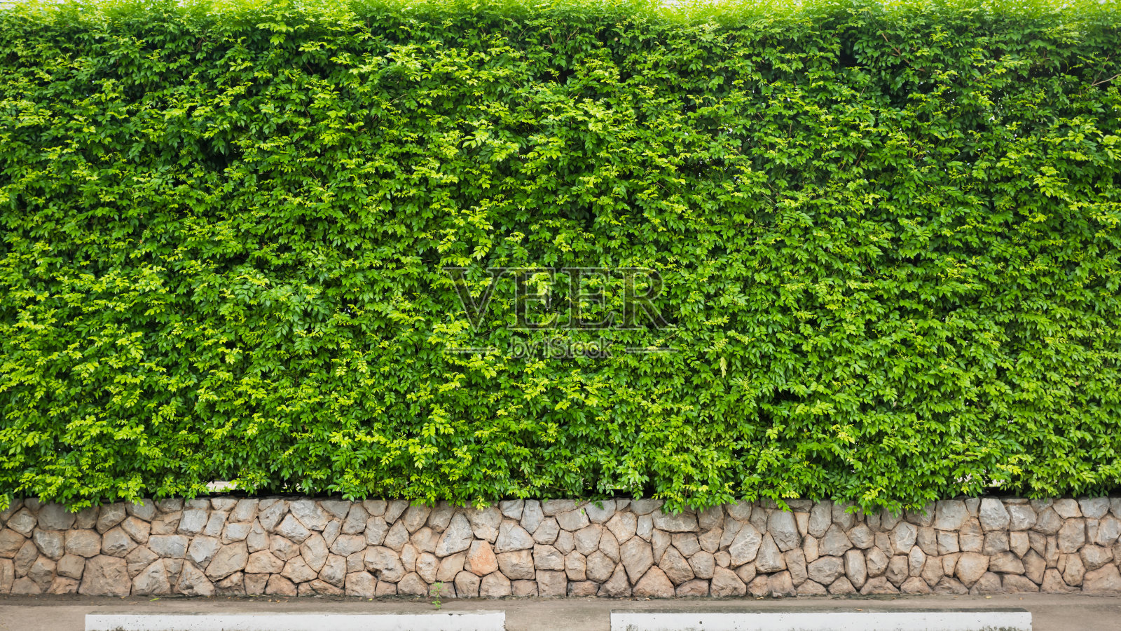 大自然的绿叶背景和纹理，美丽的蕨类背景全景照片摄影图片