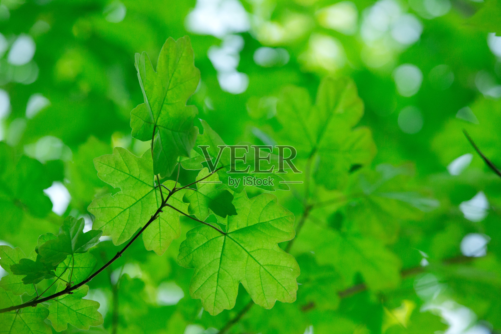 绿色的树叶照片摄影图片