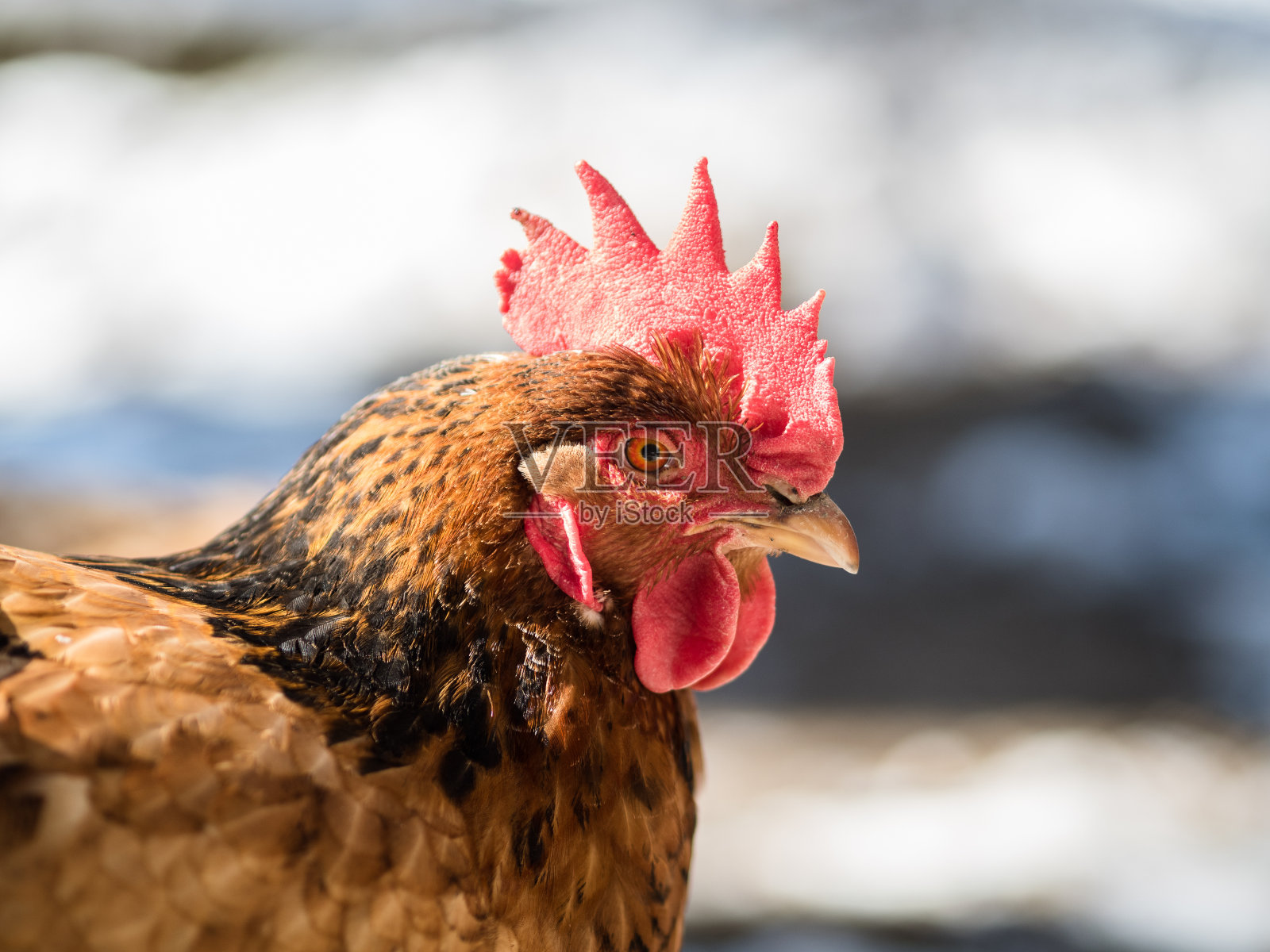 细看特写母鸡肖像照片摄影图片