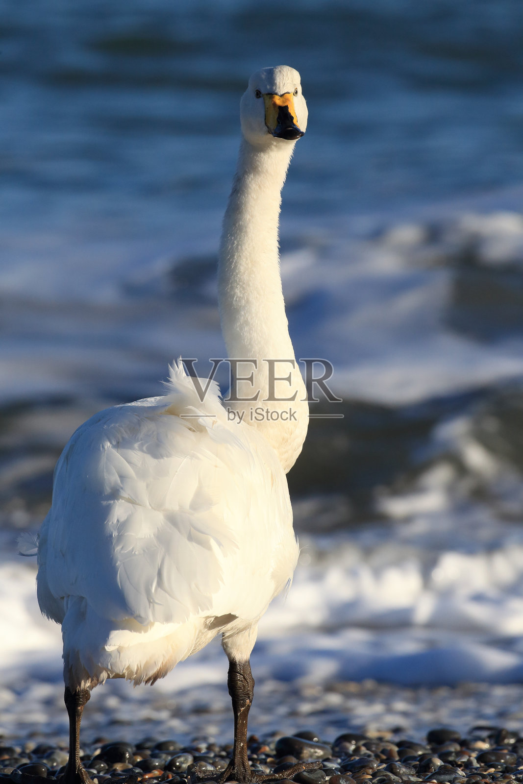 大天鹅(Cygnus Cygnus)德国海尔戈兰照片摄影图片