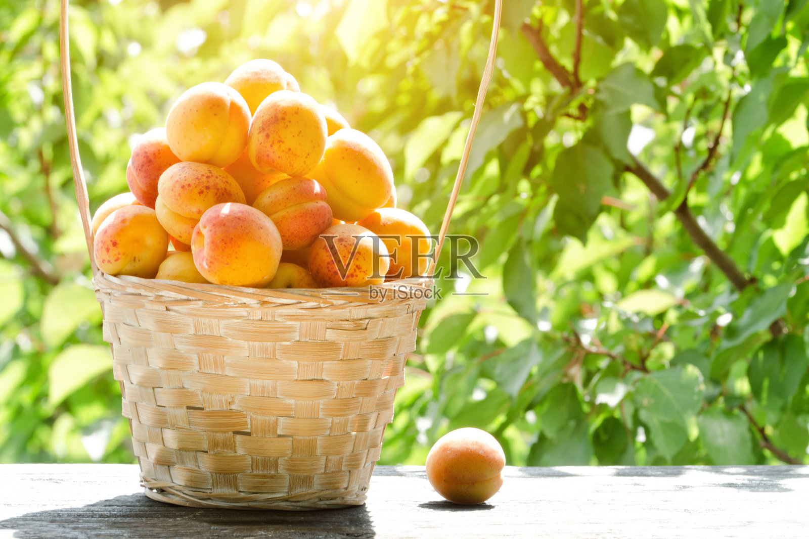 花园里装满了一篮子杏子。背景上的绿色植物。阳光照片摄影图片