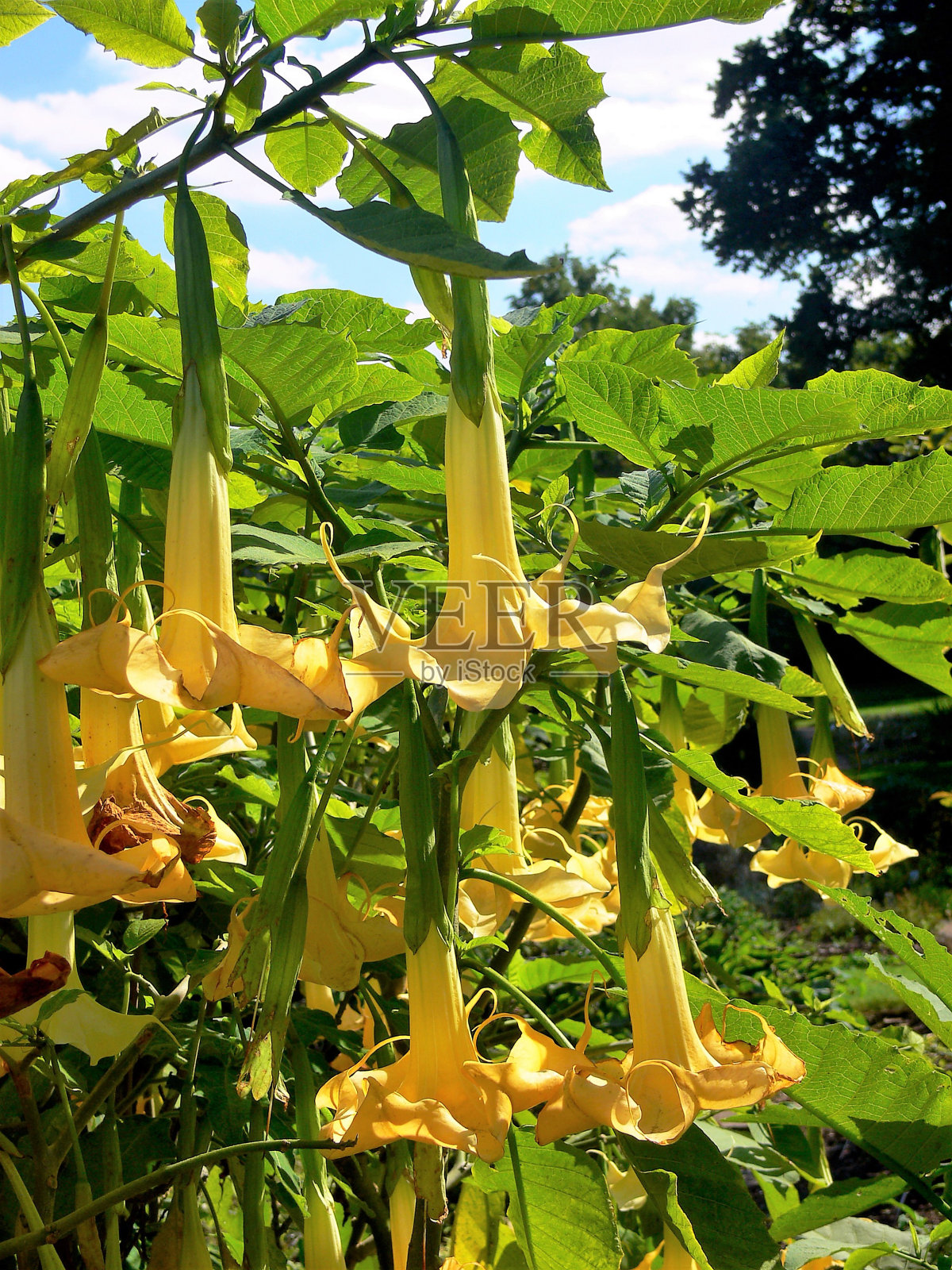 黄色的天使号筒照片摄影图片