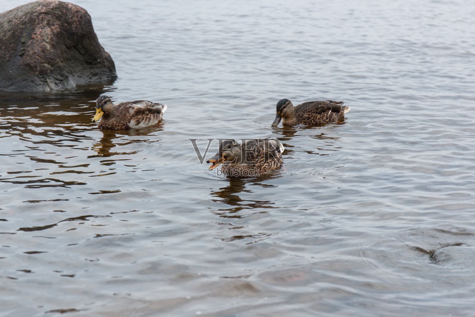 城市公园池塘里水面上的鸭子照片摄影图片