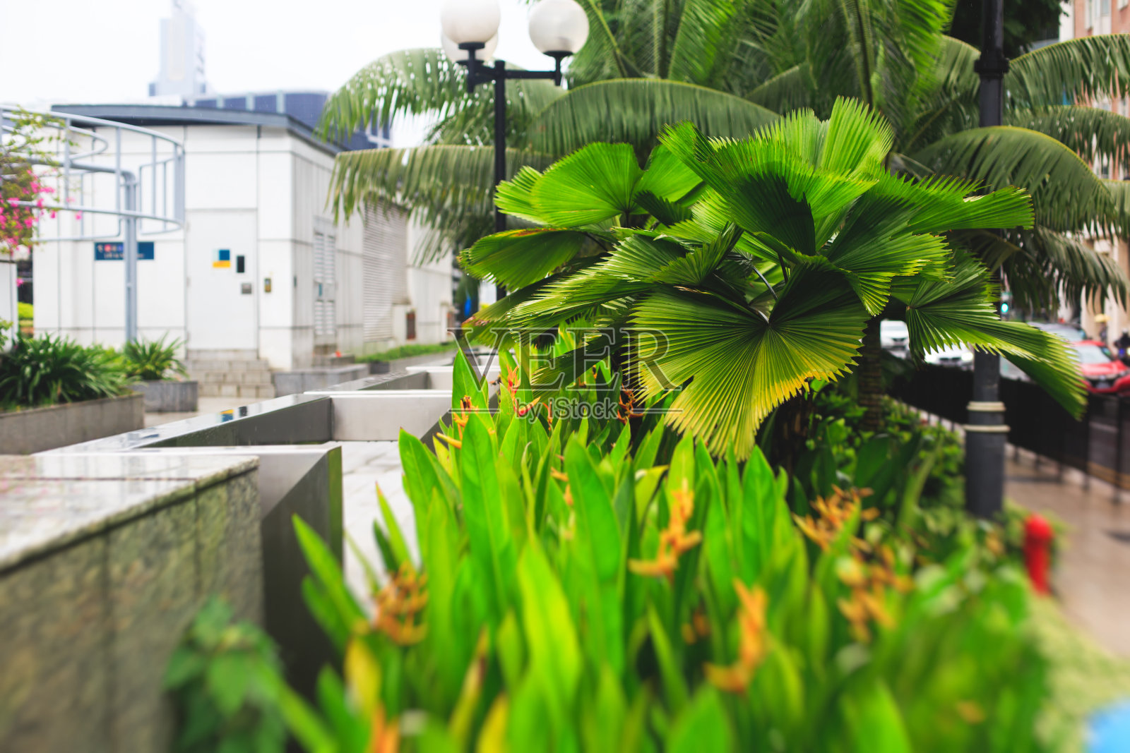 新加坡街道上有绿色的树木和植物照片摄影图片