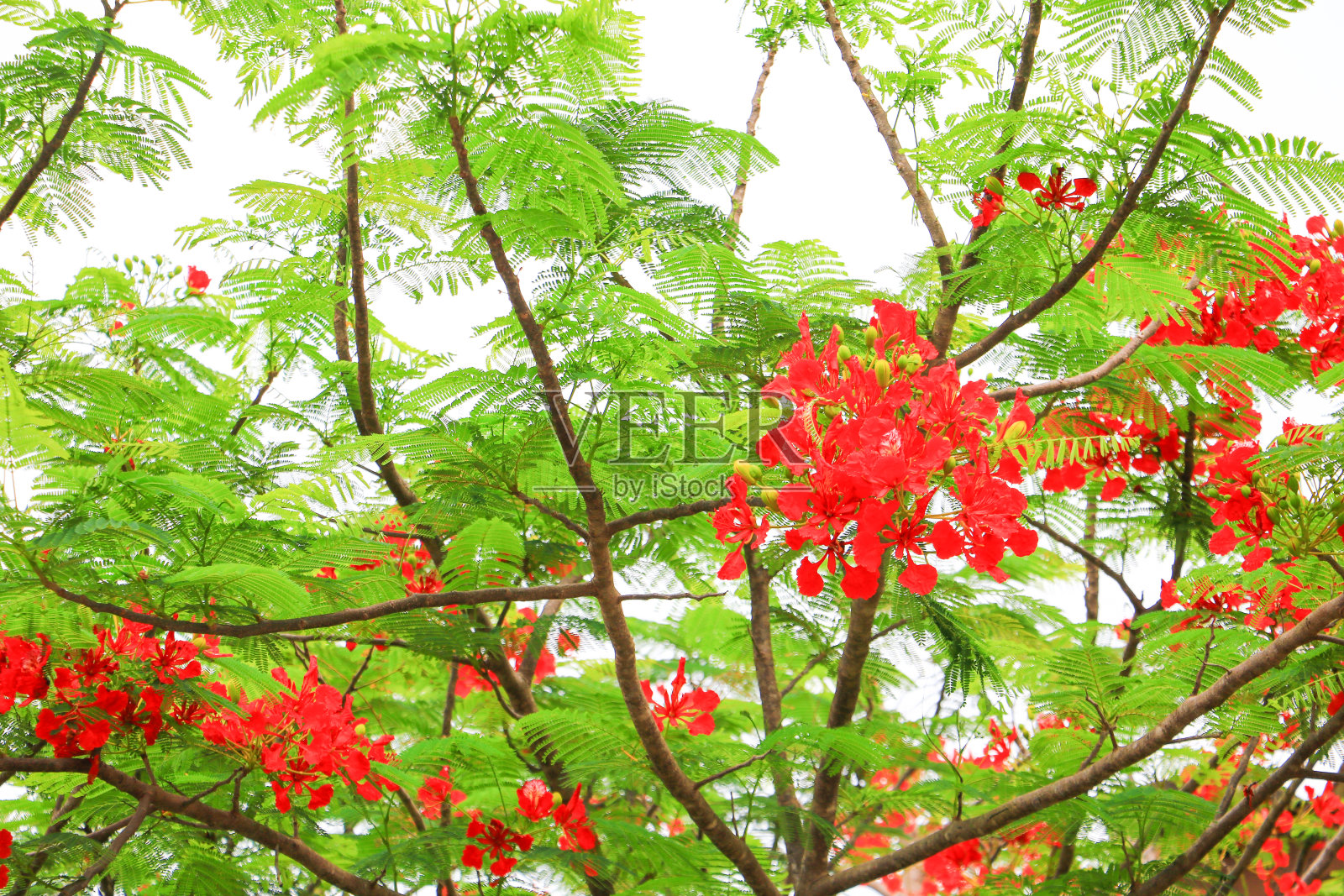 夏日公园的孔雀花大红照片摄影图片