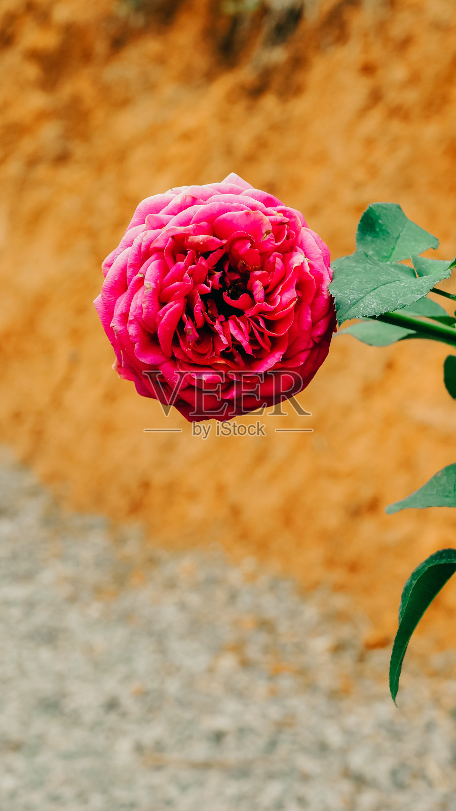 粉色玫瑰布什照片摄影图片