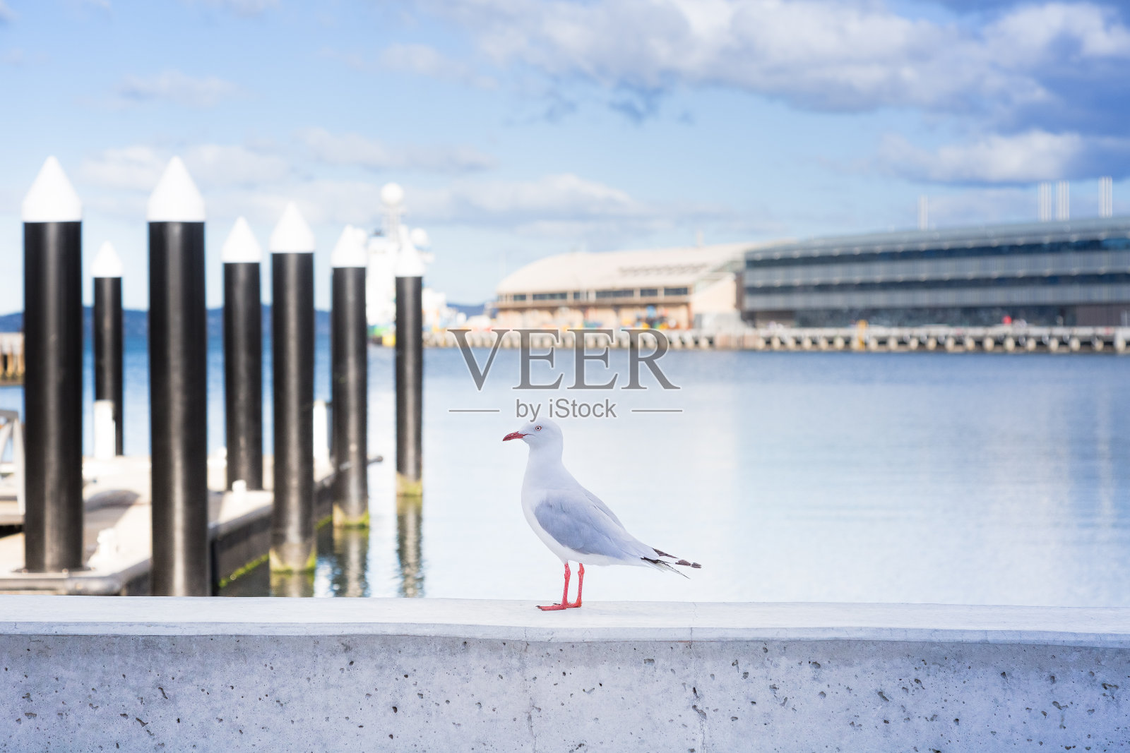 海鸥猫走路照片摄影图片