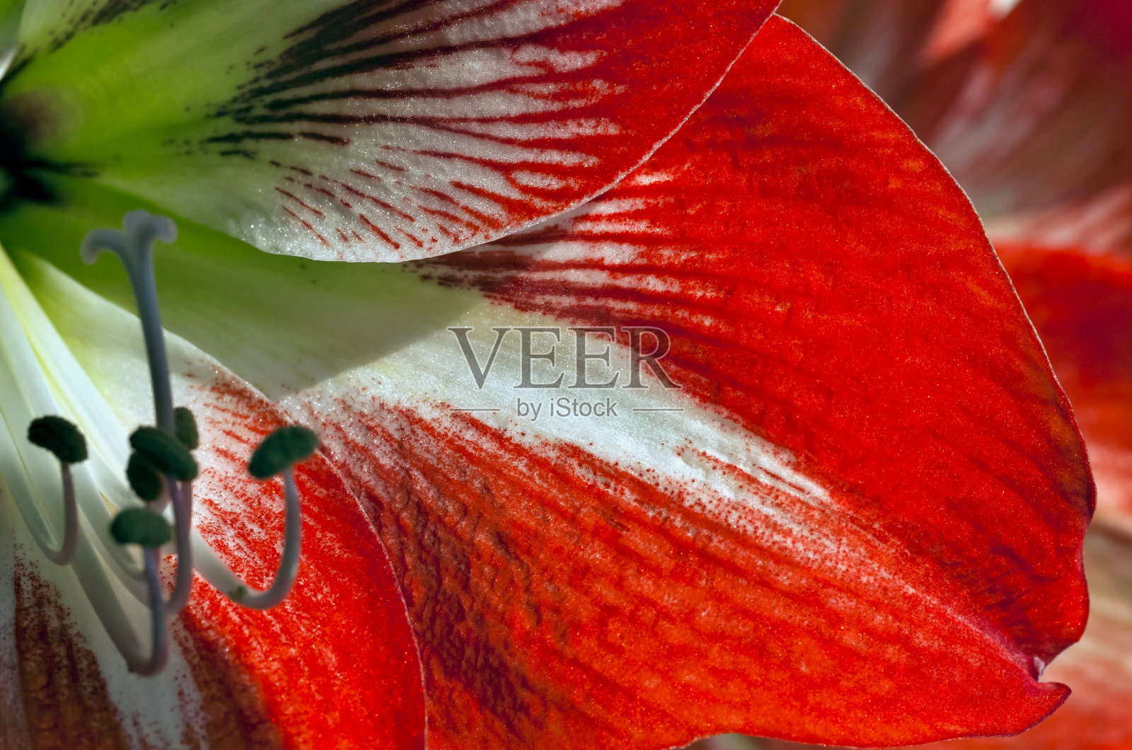 红色花瓣的孤挺花特写被太阳照亮照片摄影图片