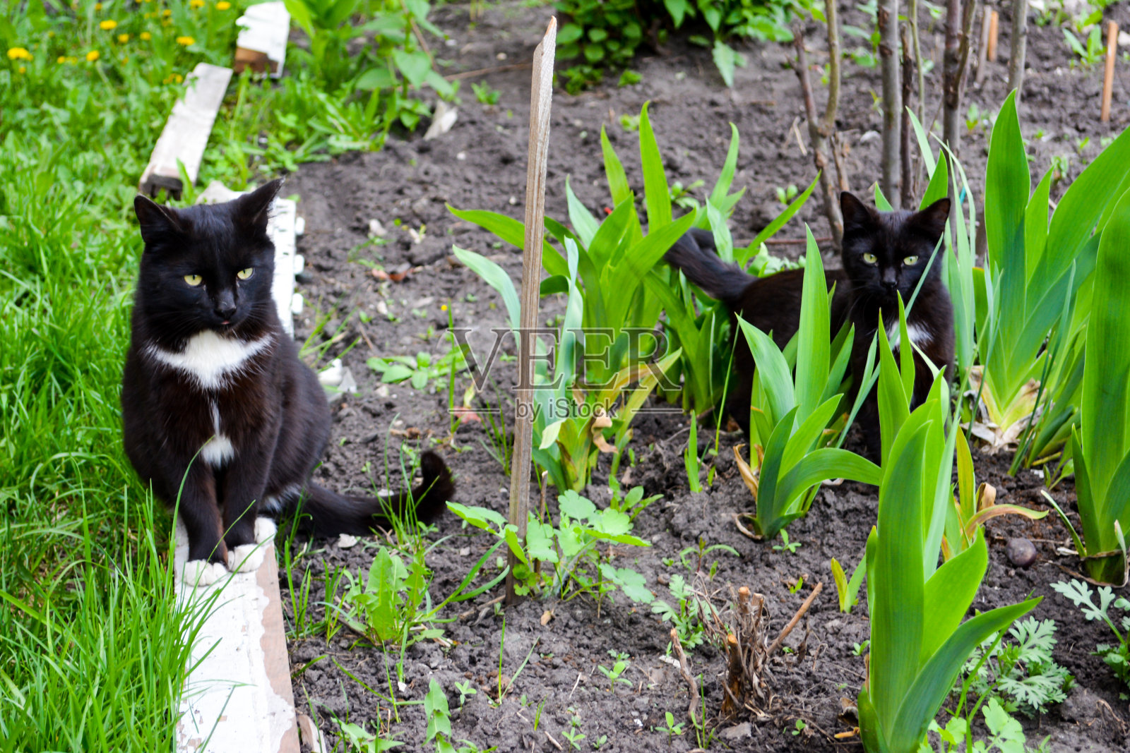 黄色眼睛的黑猫。照片摄影图片