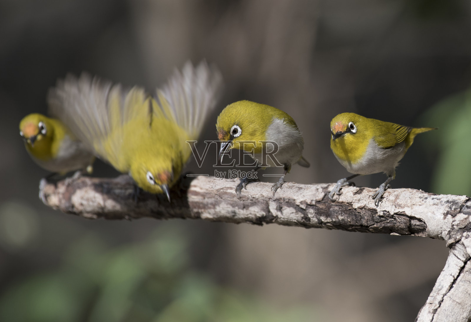 一群东方白眼照片摄影图片