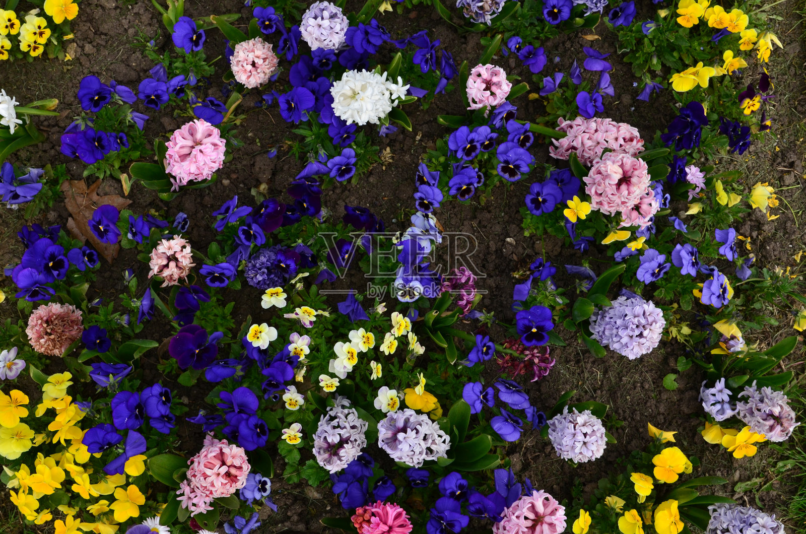 三色堇和风信子花坛，以上的观点照片摄影图片