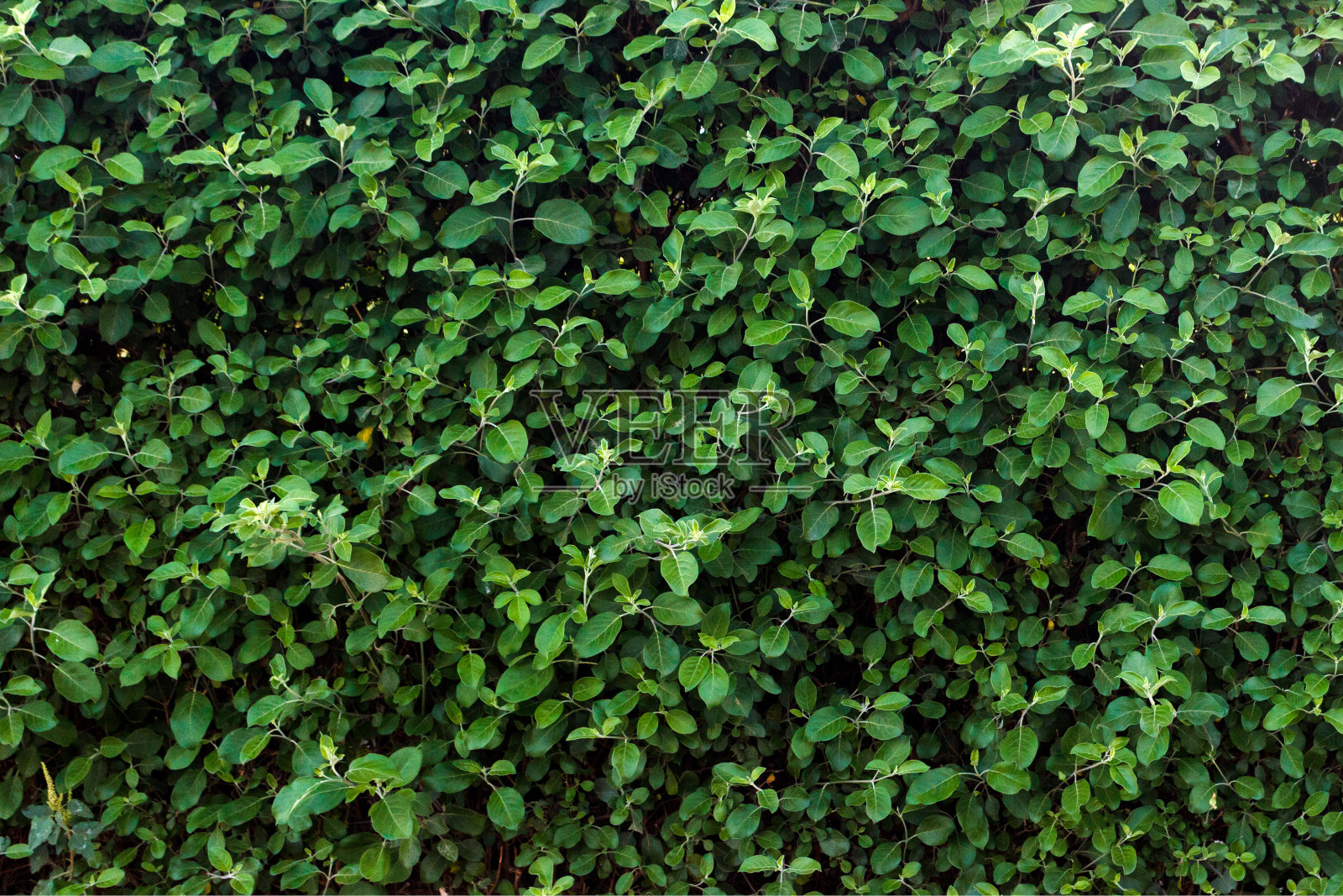 阳光下的绿叶纹理背景照片摄影图片