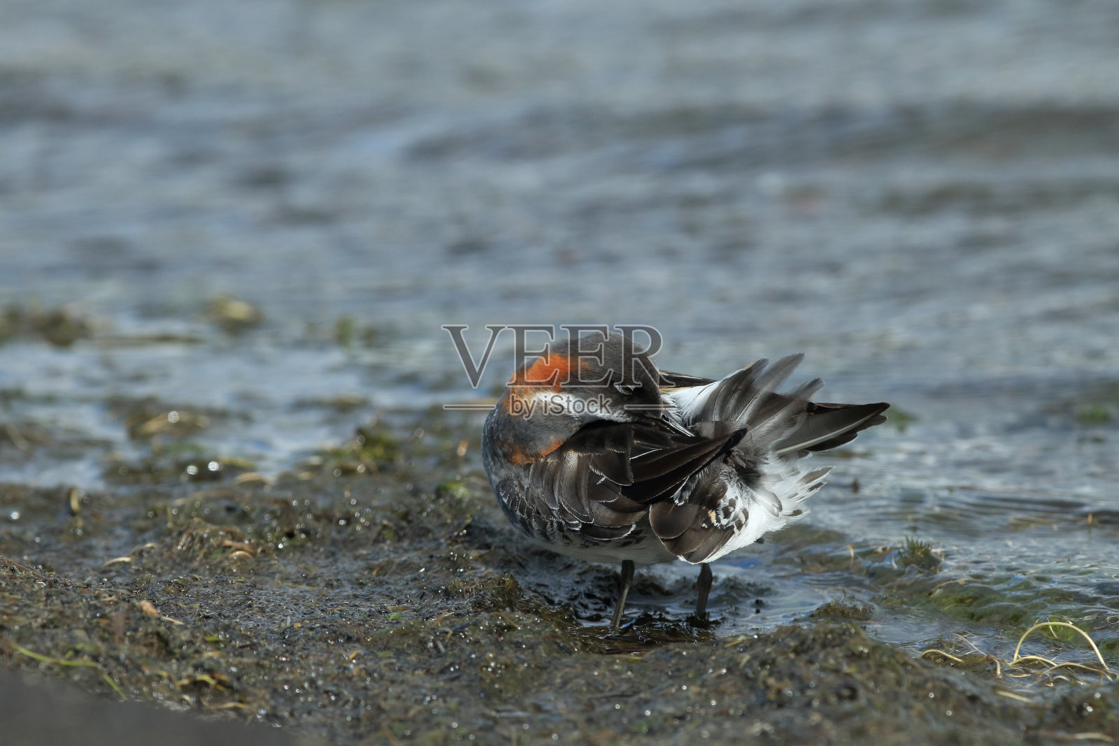 红颈虉草冰岛照片摄影图片