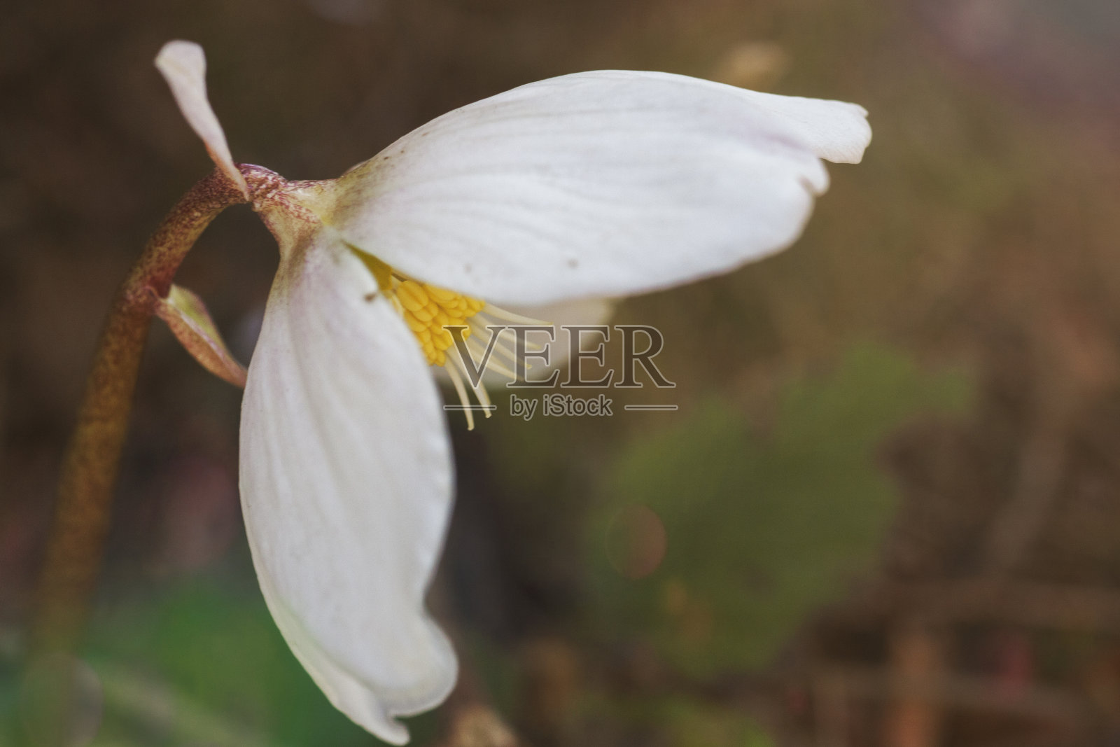 森林里的野ellebore - elleborus macro -照片存储照片摄影图片