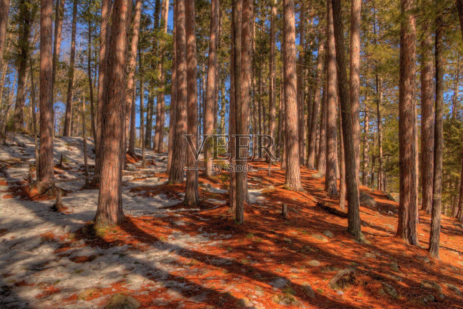 明尼苏达州熊头州立公园照片摄影图片
