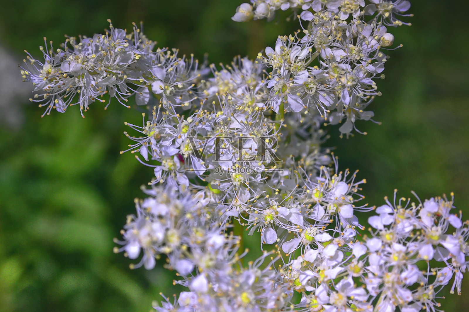 模糊的背景上的白色野花照片摄影图片