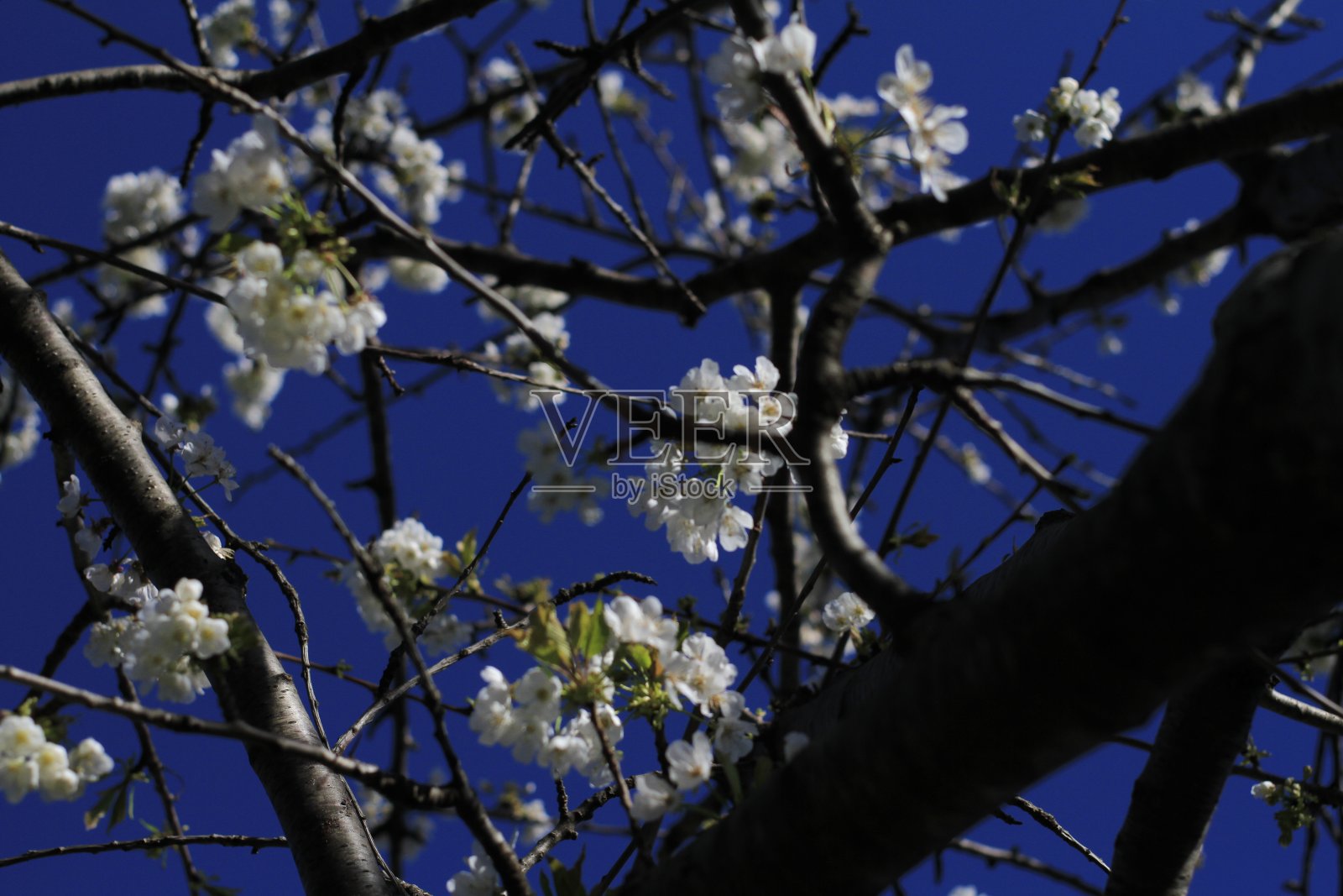 樱桃树开花照片摄影图片