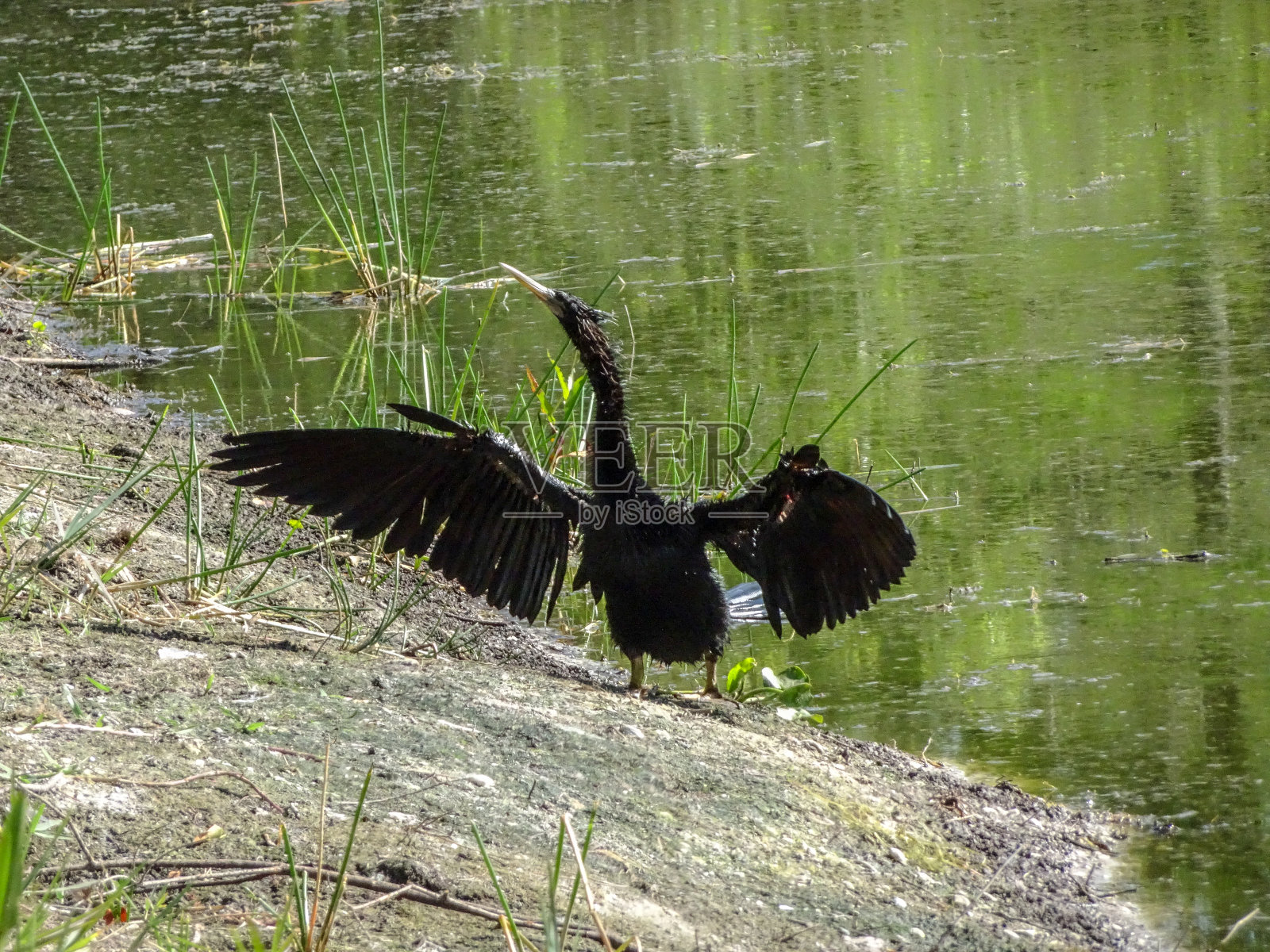 黑鸟展翅照片摄影图片