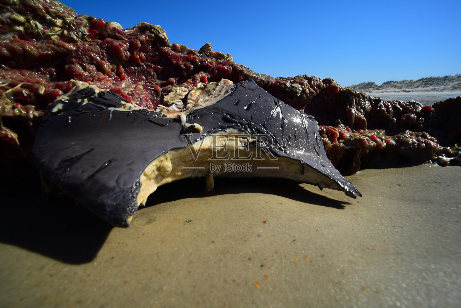 海滩上死去的宽吻海豚背鳍被鲨鱼咬伤照片摄影图片