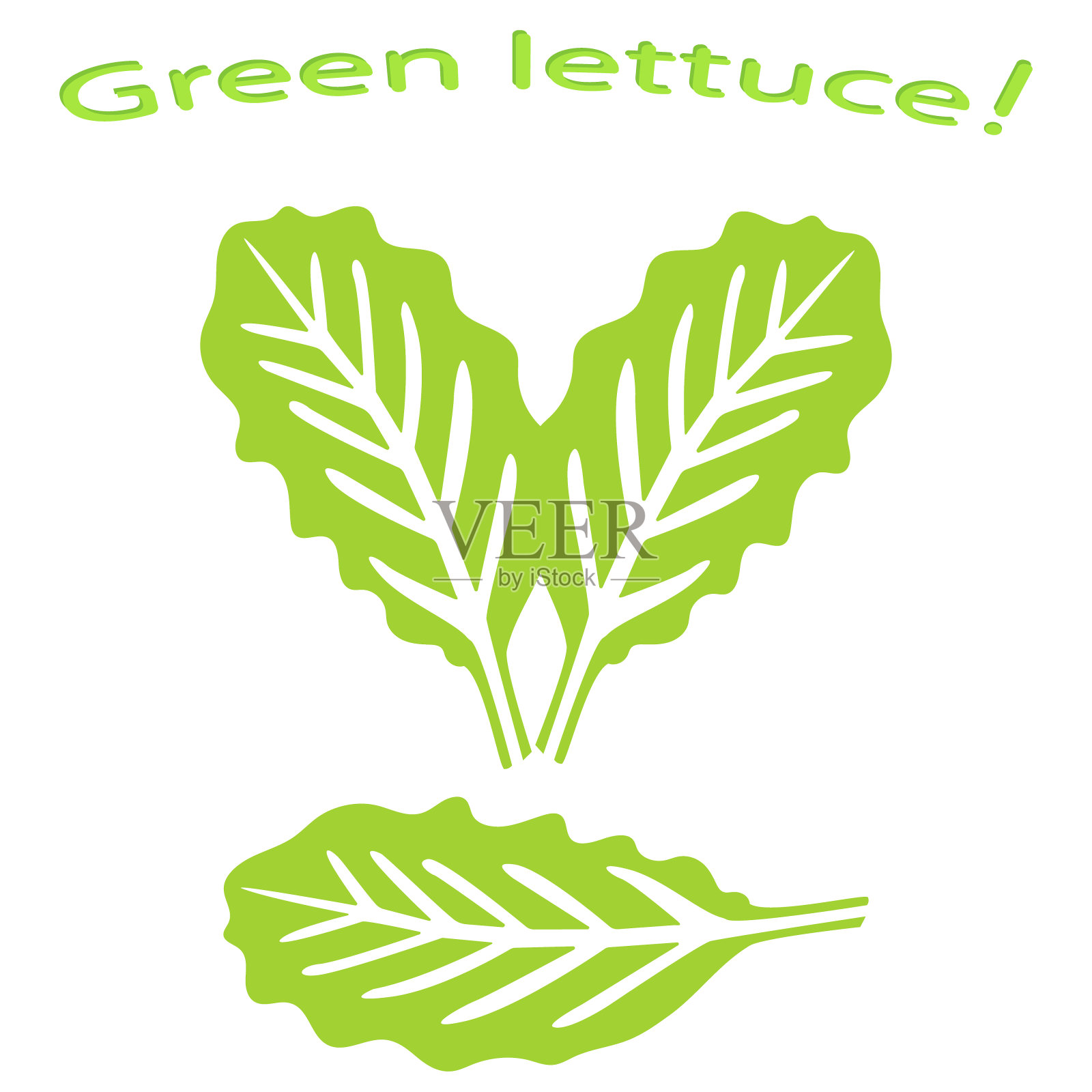 耐火的生菜特写。绿色的生菜叶子。绿色蔬菜。矢量插图。插画图片素材