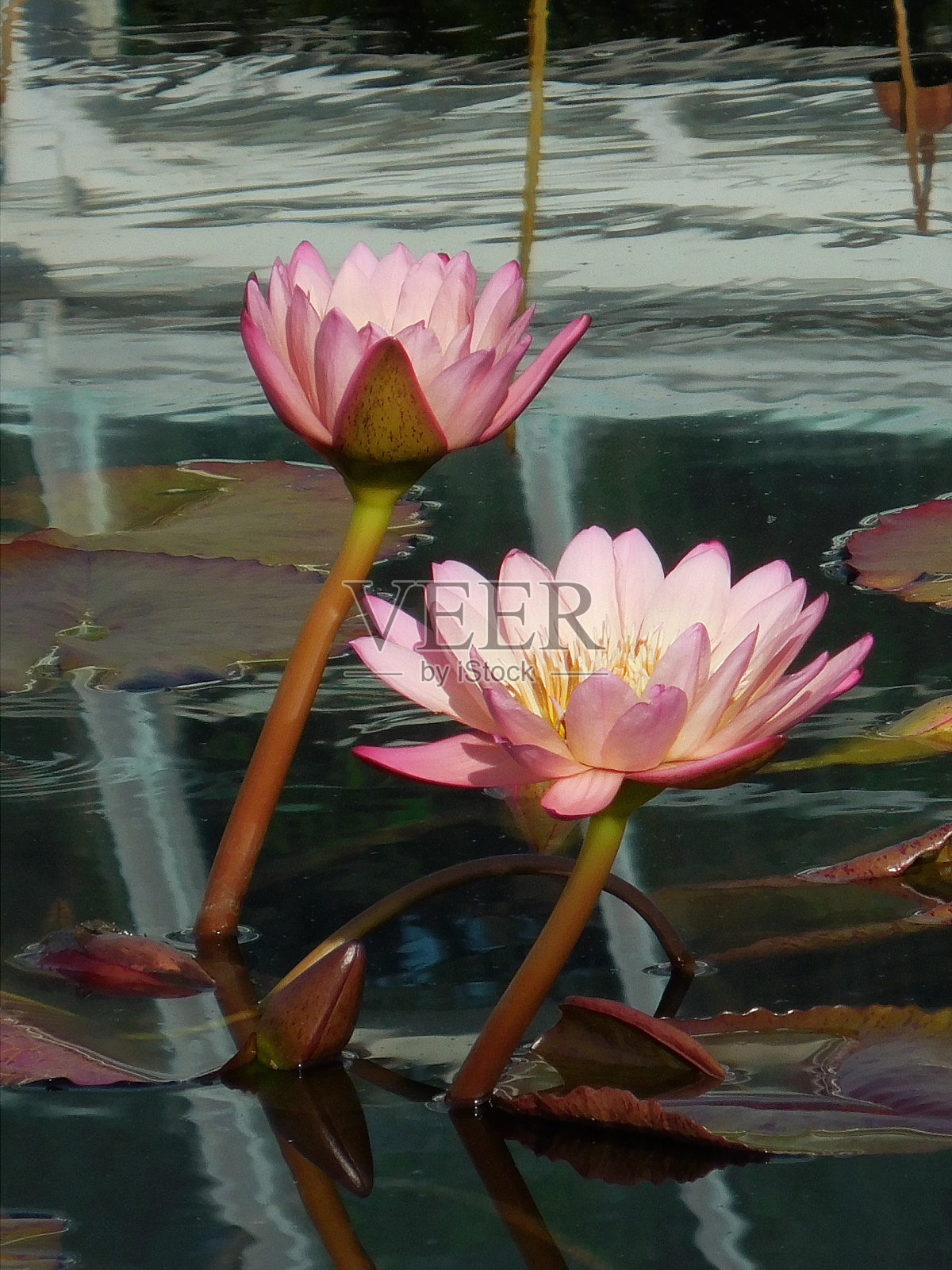 我爱旅行照片摄影图片