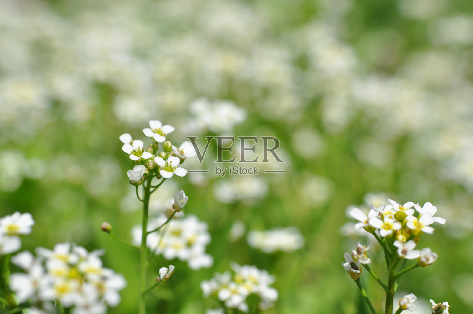 春天草地上的野花照片摄影图片