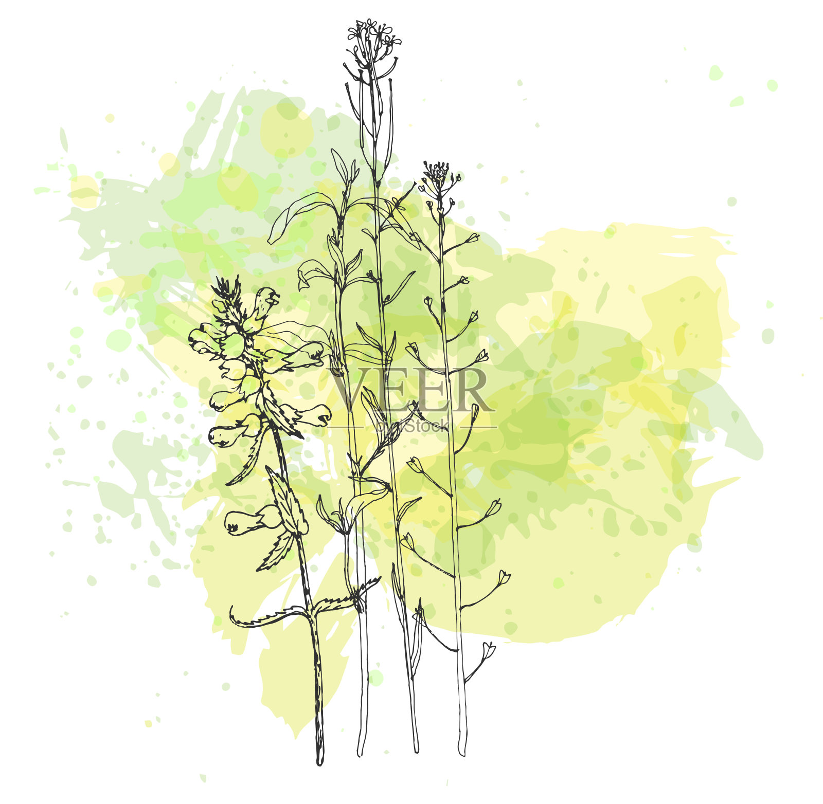 草本花卉背景插画图片素材