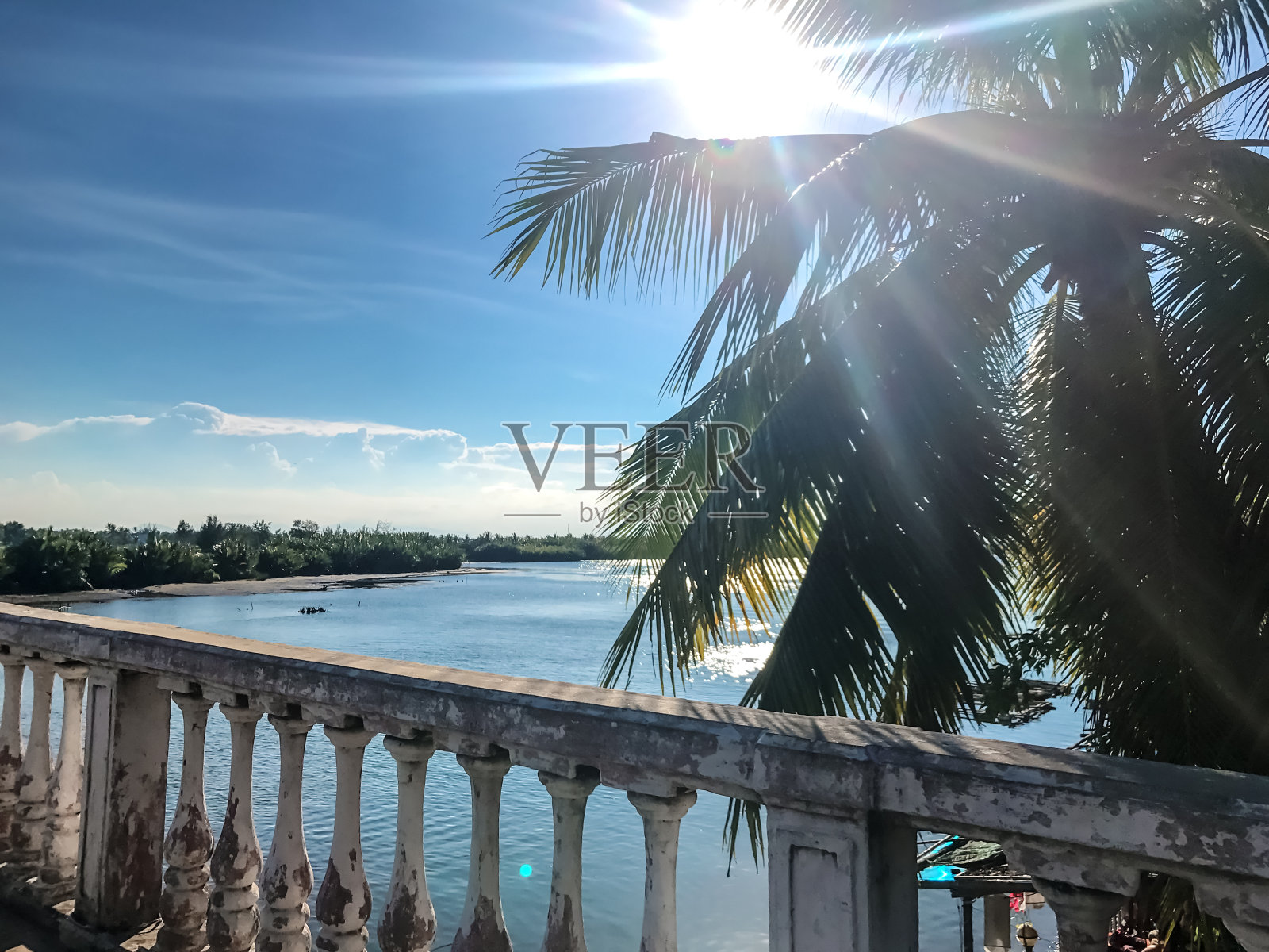 棕榈照片摄影图片