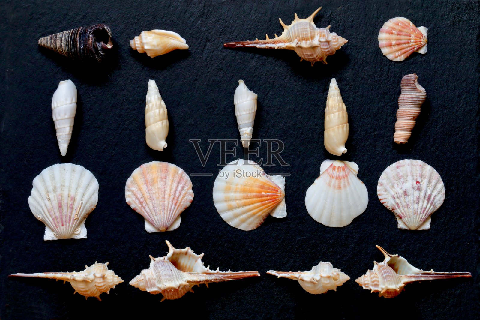 壳牌照片摄影图片