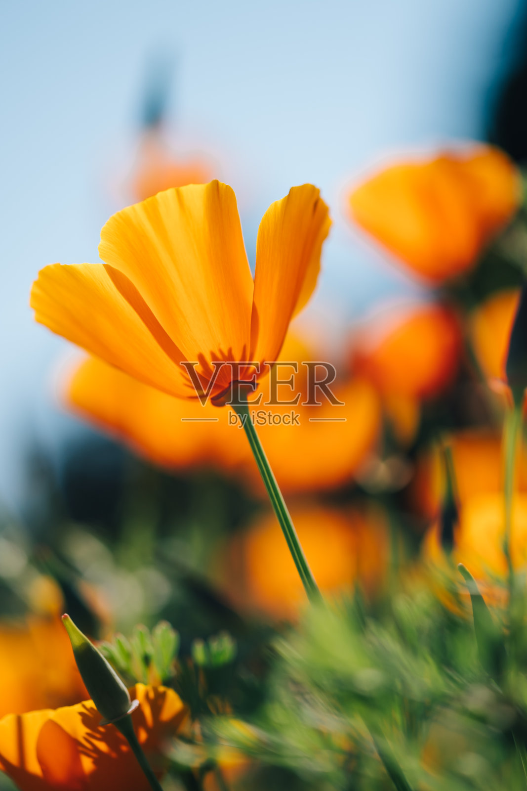 魁北克，QC -加拿大，2017年7月-微距拍摄的黄色橙色的花从下面非常浅的景深。照片摄影图片