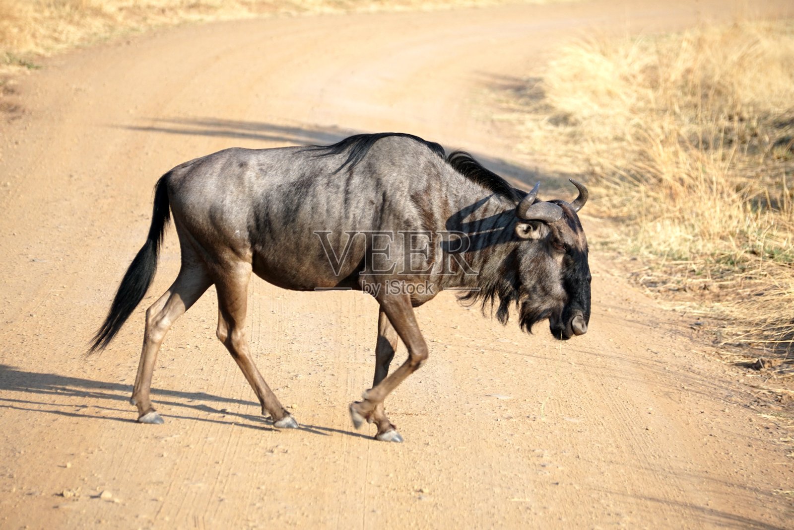 角马穿过一条土路照片摄影图片