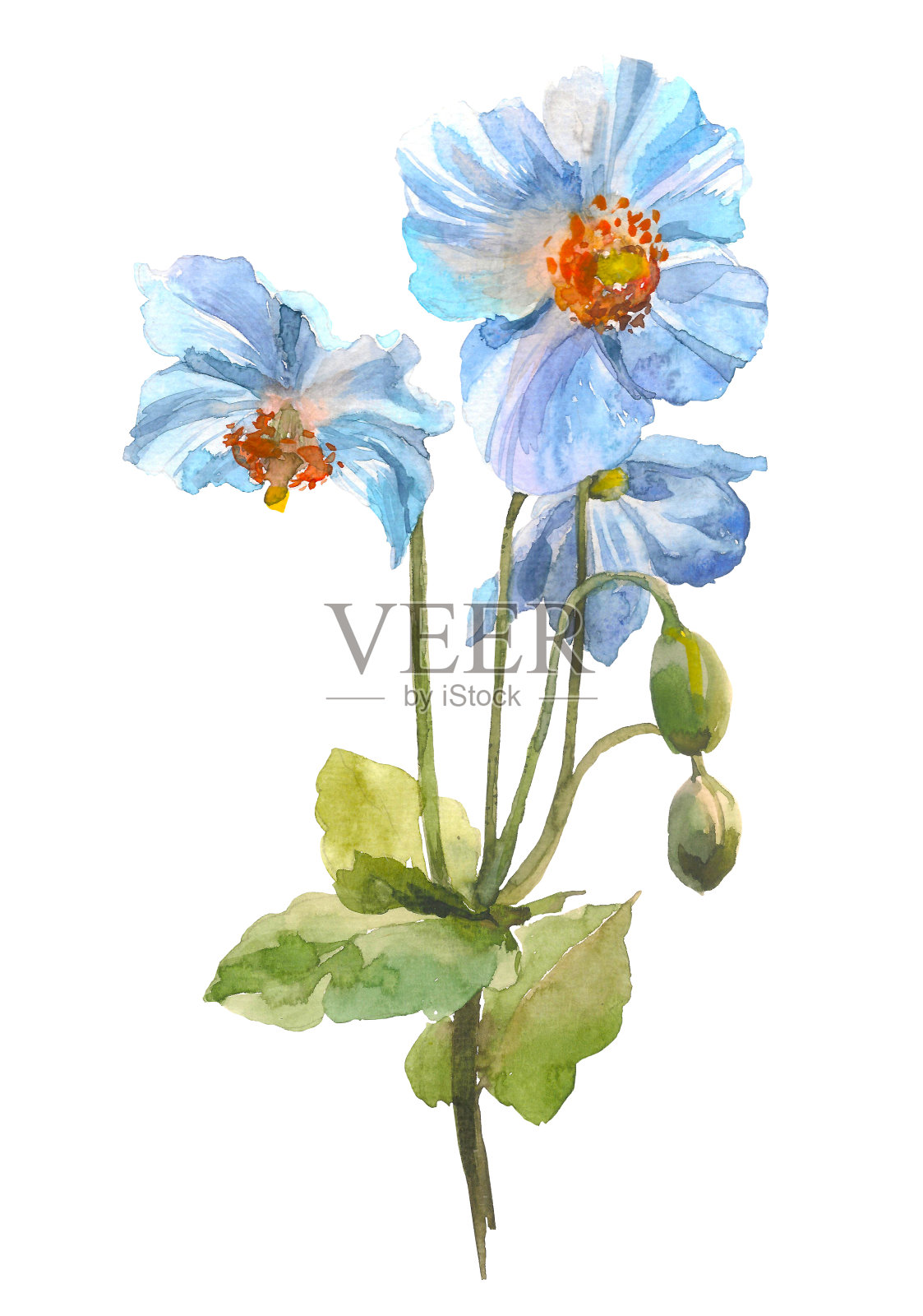 蓝色草本花卉。水彩花卉插图。白色背景上的花卉装饰元素。插画图片素材