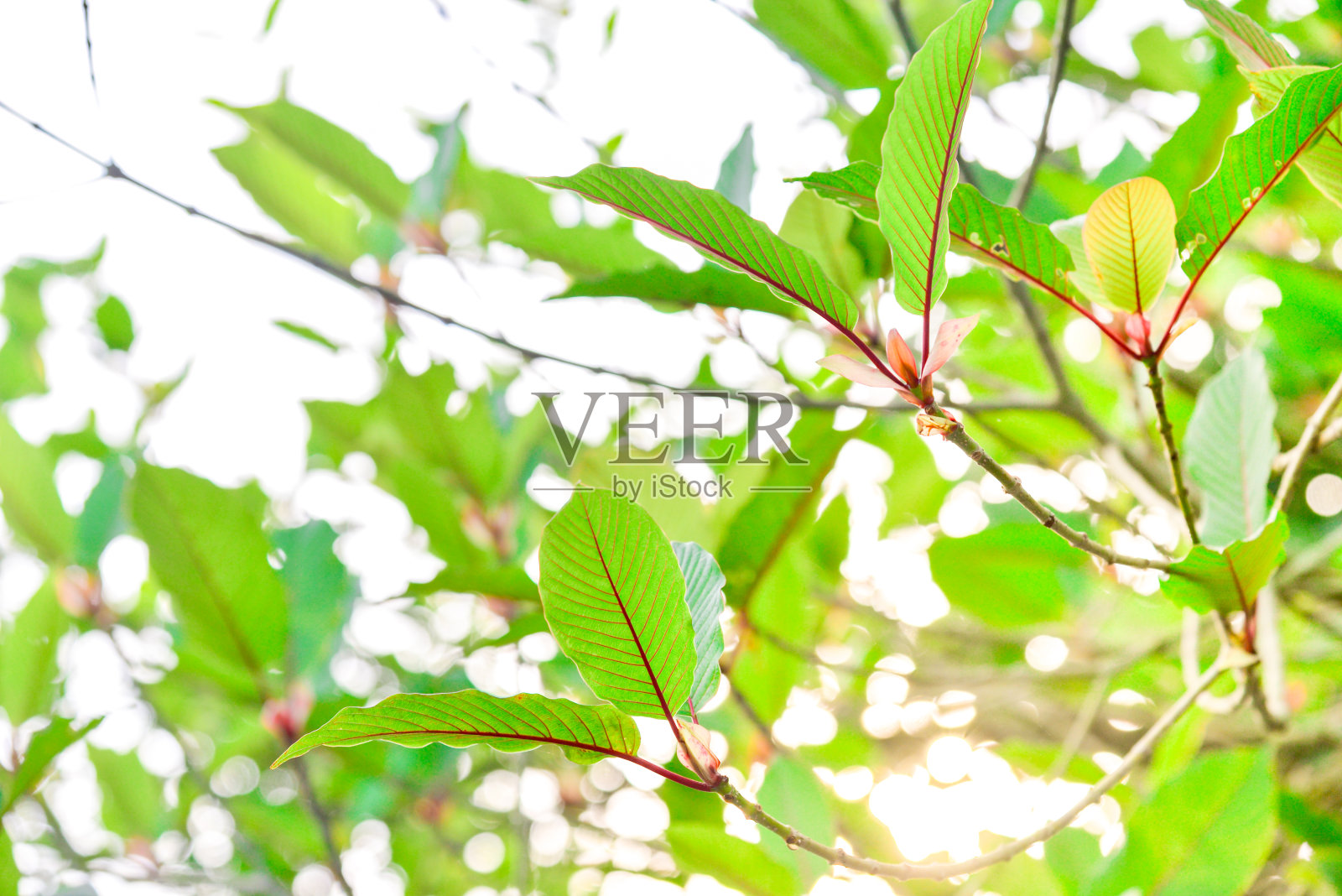 Mitragyna叶Korth。属于茜草科。它是一种药用植物，会使人上瘾。这是带有天气背景的剪切路径。照片摄影图片