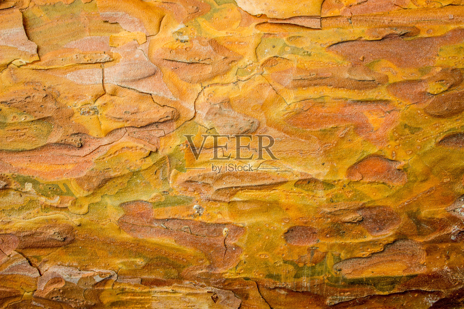 小松树皮的质地。松树皮。松树皮的不同明亮和温暖的阴影。照片摄影图片