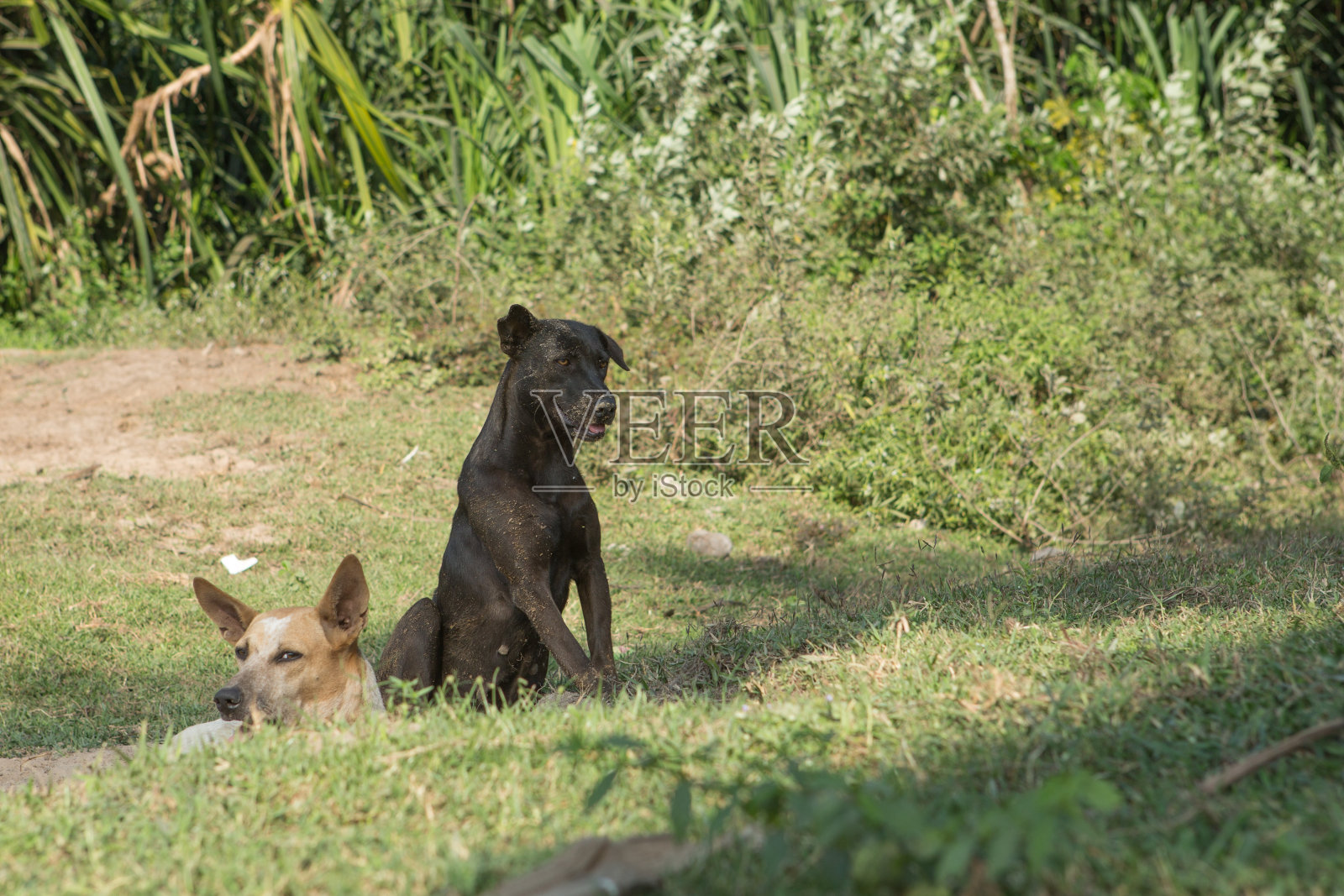一只流浪狗在露天看着人们照片摄影图片