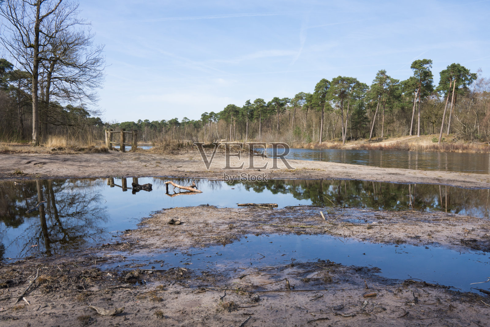 荷兰Oisterwijk的森林和沼泽照片摄影图片